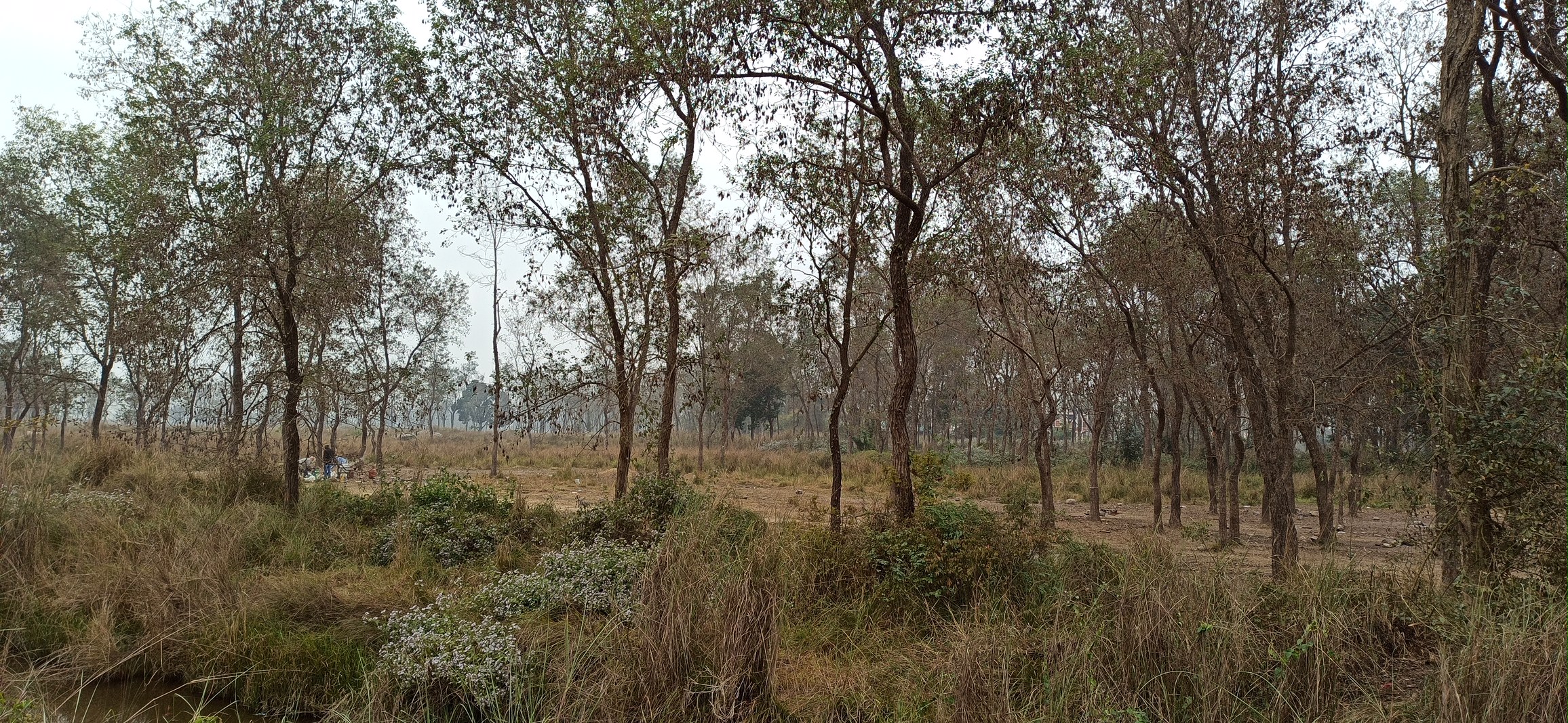 लुम्बिनी विकास कोषले सर्वसाधारण, विद्यार्थी तथा तीर्थयात्रीहरूलाई खाना पकाउन र पिकनिक मनाउन छुट्टयाएको सिसौघारी। यही जग्गामा रिसोर्ट बनाउने अनुमति दिन लागिएको छ। तस्बिर: भगवती पाण्डे/सेतोपाटी