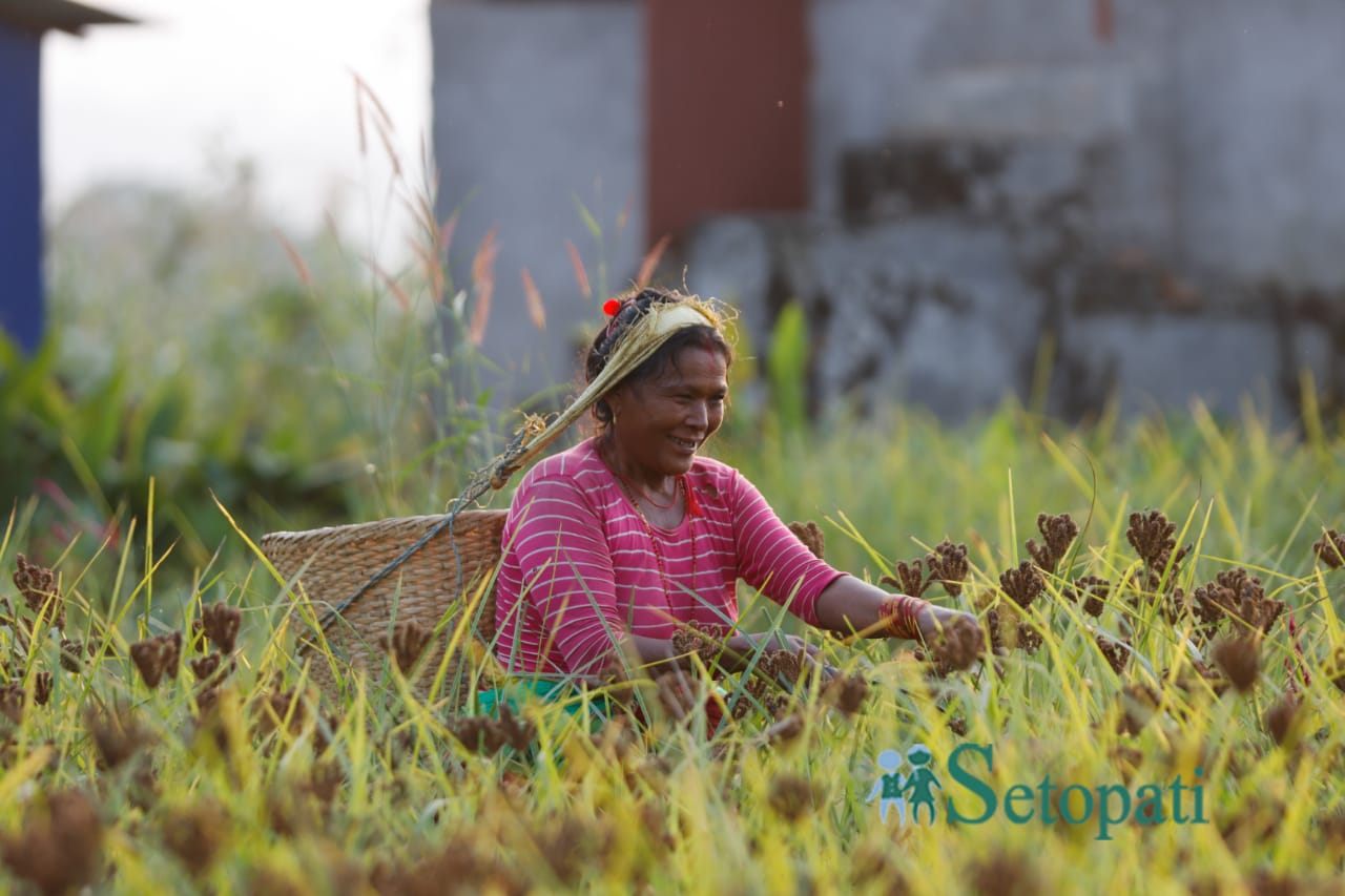 फाइल तस्बिर