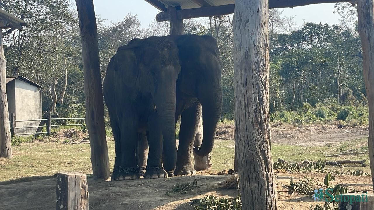 मकुना र सरस्वतीकली। तस्बिर: राजेश घिमिरे/सेतोपाटी