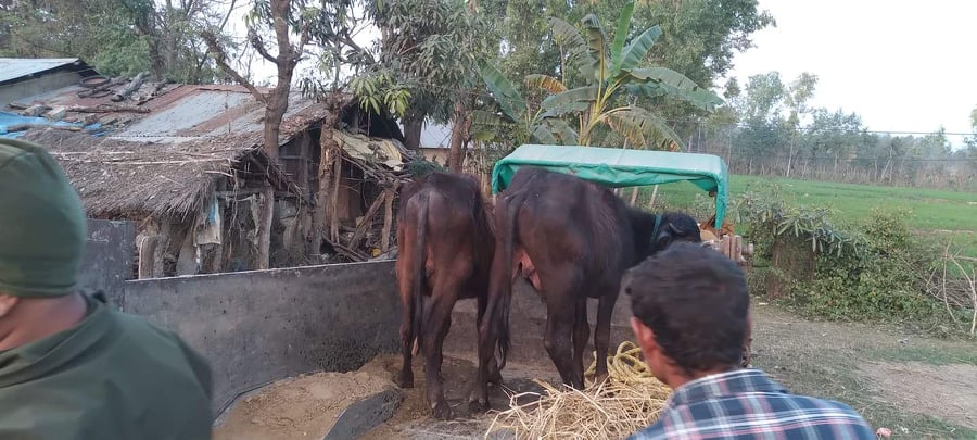 बाघलाई चारो राख्न लागिएका दुई पाडा। तस्बिर सौजन्य: गणेश खड्का, डिभिजन वन कार्यालय बाँके