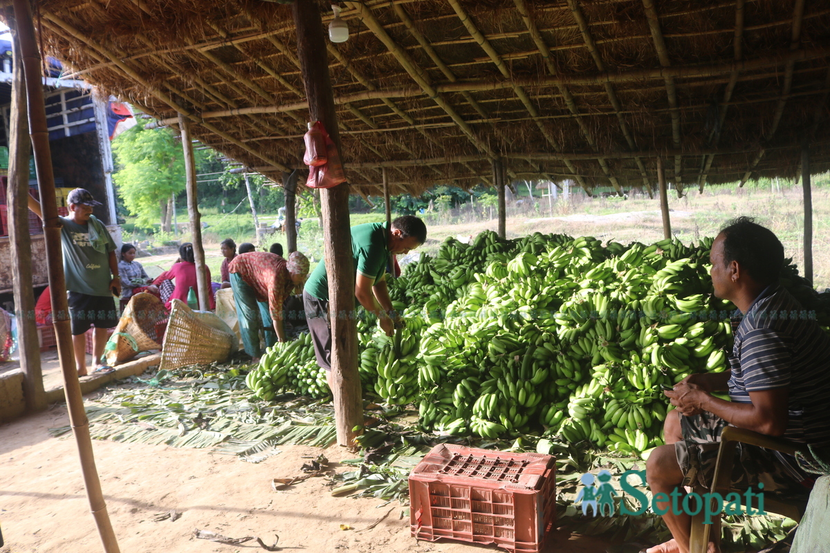श्री राप्ती ग्रीन भ्याली एग्रो फर्म प्रालिको खेतीबाट संकलित केरा बजार पठाउने तयारीमा कामदारहरू। तस्बिरः नारायण खड्का/सेतोपाटी