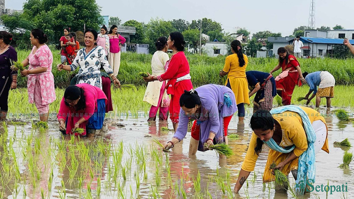 तस्बिरः भगवती पाण्डे/सेतोपाटी